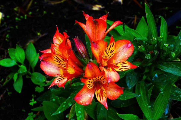 Lys Péruvien Orange Des Incas Alstroemeria Feuilles Vertes Île Pâques — Photo