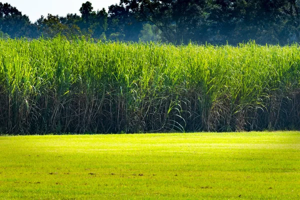 Sugar Cane Oak Alley Plantation Vacherie Saint James Parish Louisiana — Photo