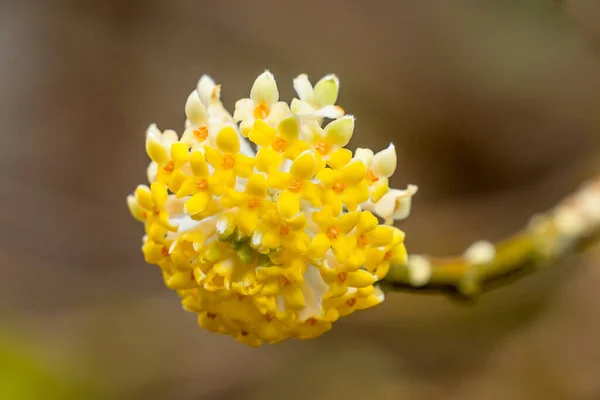 Gelber Weißer Orientalischer Papierstrauch Edgeworthia Chrysantha Blüten Blühendes Macro Bellevue — Stockfoto