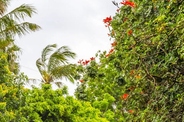 Palme Arancione Cape Honeysickle Tecoma Capensis Vitigno Foglie Verdi Rapa — Foto Stock