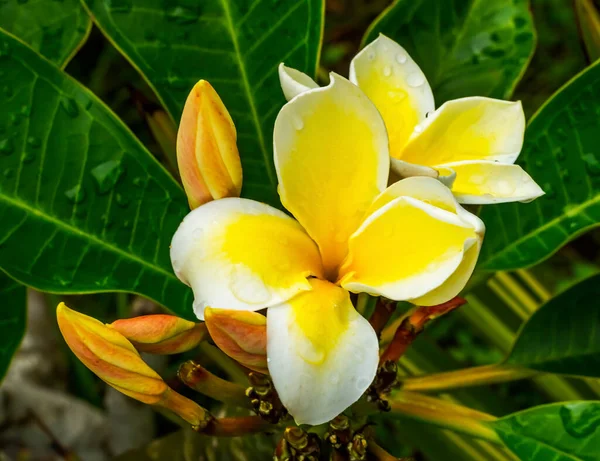 Branco Amarelo Tropical Fragrante Plumeria Frangipani Flor Apocynacae Árvore Macro — Fotografia de Stock