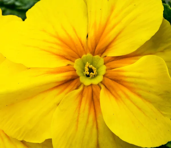 Yellow English Primrose Primula Vulgaris Blooming Macro Bellevue Washington State — Stock Photo, Image