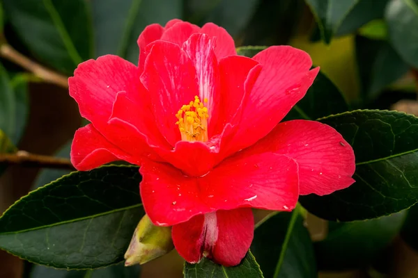 Pink Red Camellia Blooming Macro Gemeinsam Mit China Und Japan — Stockfoto