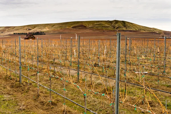 Grape Vines Row Wineries Winter Red Mountain Benton City Washington — 图库照片