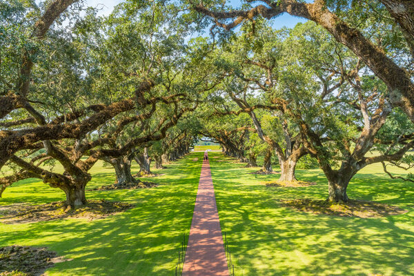 Oak Trees Oak Alley Plantation Vacherie Saint James Parish Louisiana. Sugar Plantation National Historic Landmark built in early 1800s based on slavery.  Plantation went bankrupt at end of Civil War with freeing of slaves.