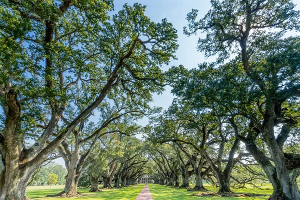 Oak Trees Oak Alley Plantation House Vacherie Saint James Parish Louisiana. Sugar Plantation National Historic Landmark built in early 1800s based on slavery.  Plantation went bankrupt at end of Civil War with freeing of slaves.