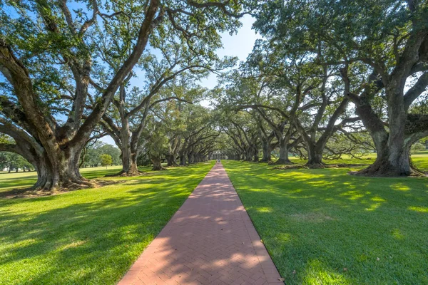 Oak Trees Oak Alley Plantation House Vacherie Saint James Parish Louisiana. Sugar Plantation National Historic Landmark built in early 1800s based on slavery.  Plantation went bankrupt at end of Civil War with freeing of slaves.