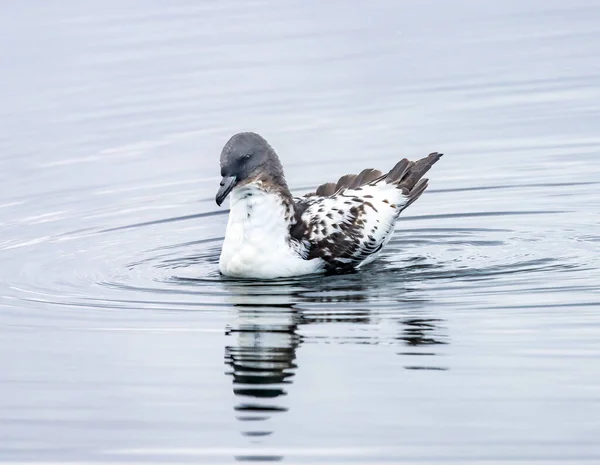 Brown White Cape Petrel Pintado Petrel Cape Fulmar Seevögel Schwimmen — Stockfoto