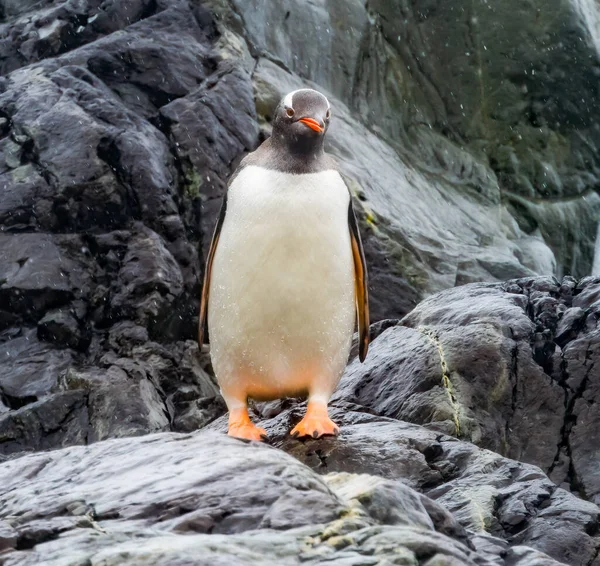 Snowing Gentoo Penguin Paradise Skintorp Cove Antarctica — стоковое фото