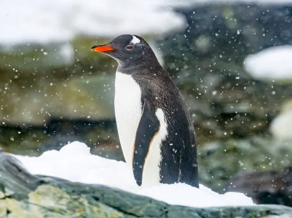 Kar Yağan Penguen Cenneti Skintorp Körfezi Koyu Antarktika — Stok fotoğraf