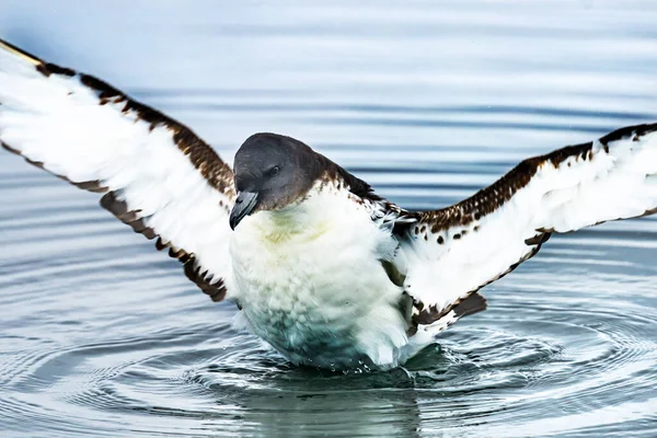 Brun Vit Cape Petrel Pintado Petrel Cape Fulmar Seabird Stretching — Stockfoto