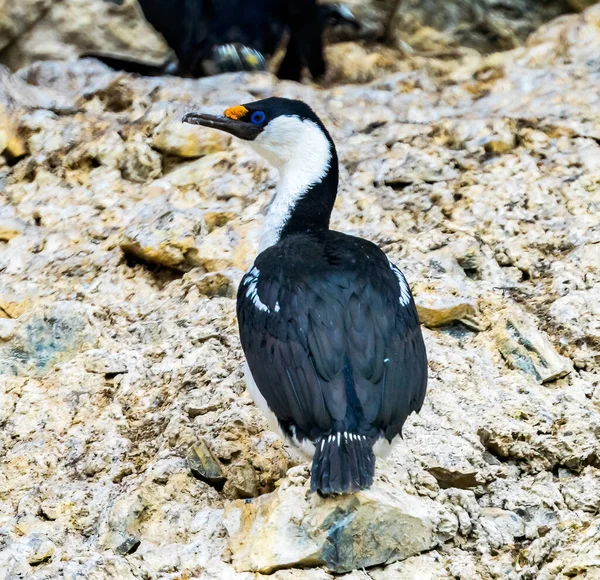 Blue Eyed Shag Cocarbo Paradise Bay Skintorp Cove Antarctica Комор — стоковое фото