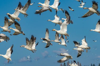 Kar Kazları Uçan Kar Dağları Skagit Vadisi Washington