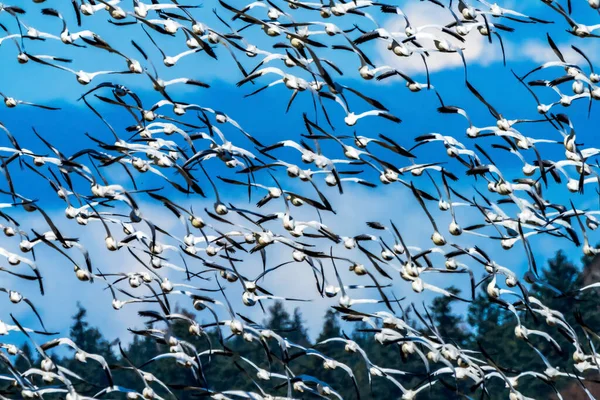 Des Milliers Oies Des Neiges Volant Dans Vallée Skagit Washington — Photo