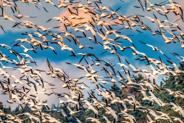 Des Milliers Oies Des Neiges Volant Dans Vallée Skagit Washington — Photo