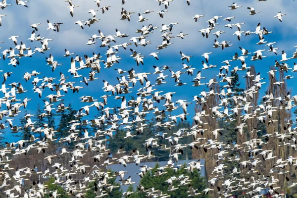 Thousands Many Snow Geese Flying Skagit Valley Washington — Stock Photo, Image