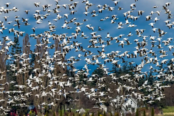 Des Milliers Oies Des Neiges Volant Dans Vallée Skagit Washington — Photo