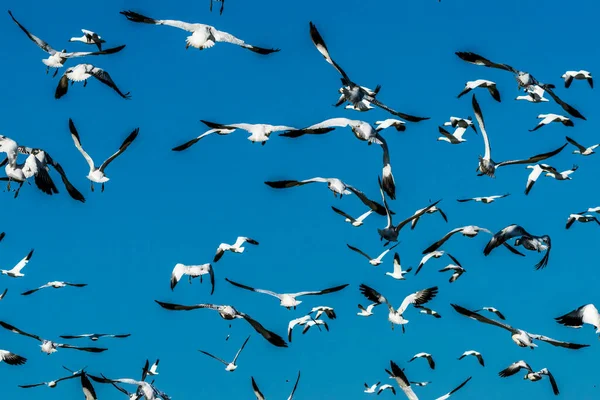 Gansos Nieve Flying Skagit Valley Washington — Foto de Stock