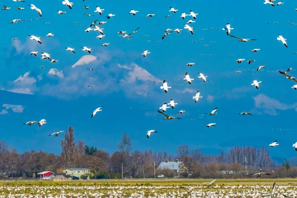 Many Snow Geese Flying Flock Snowy Mount Baker Mountains Skagit — Stock Photo, Image