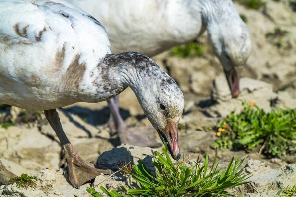 Snow Goese Beaks Close Etetés Fűfélék Skagit Valley Washington — Stock Fotó