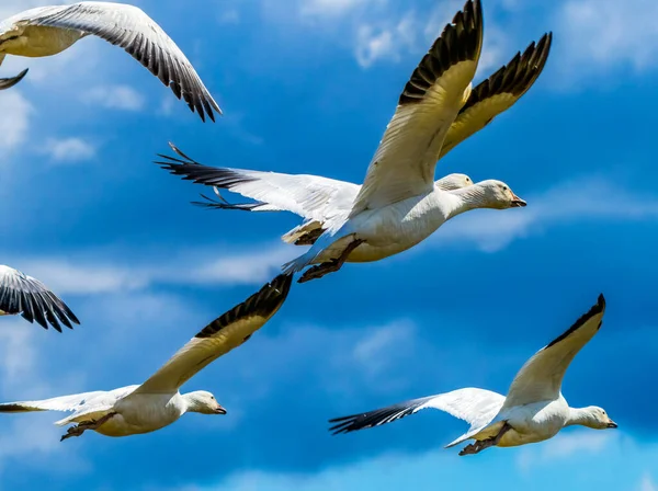 Schneegänse Fliegen Skagit Valley Washington — Stockfoto