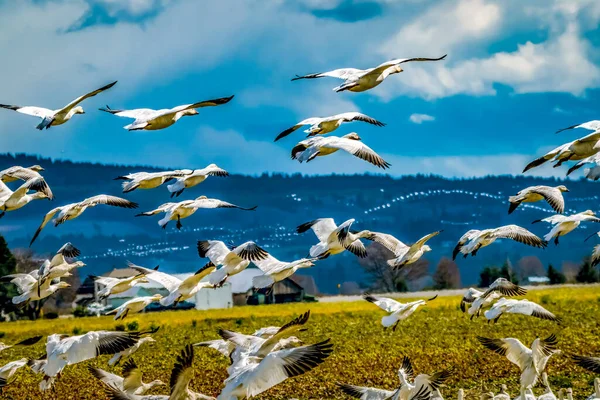 Des Milliers Oies Des Neiges Volant Dans Vallée Skagit Washington — Photo