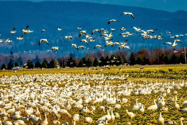 Many Snow Geese Flying Flock Mountains Skagit Valley Washington — Stock Photo, Image