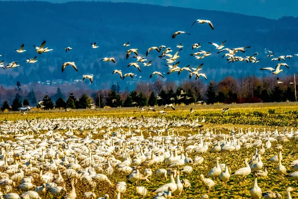 Sok Snow Goese Flying Flock Mountains Skagit Valley Washington — Stock Fotó