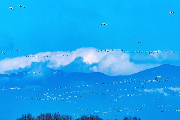Thousands Snow Geese Flying Snow Mountains Skagit Valley Washington — Stock Photo, Image