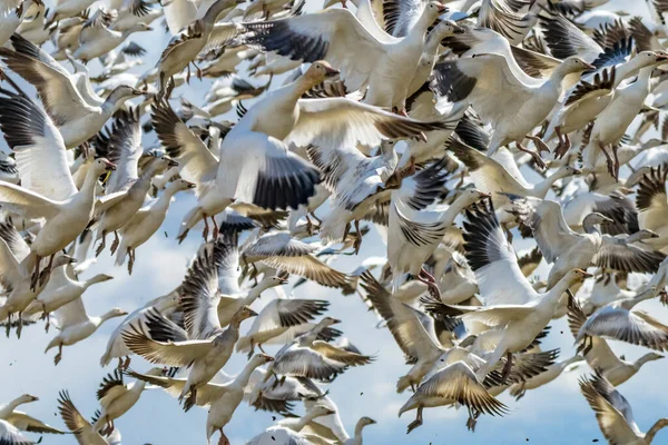 Many Snow Geese Taking Flying Skagit Valley Washington — Stock Photo, Image