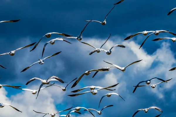 Oche Neve Flying Skagit Valley Washington — Foto Stock