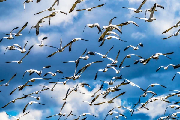 Tausende Schneegänse Fliegen Skagit Valley Washington — Stockfoto