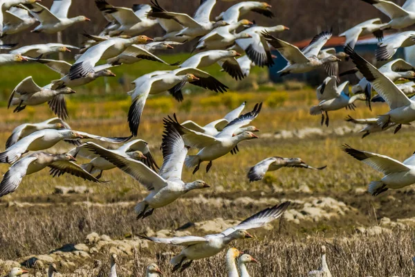 Many Snow Geese Taking Flying Skagit Valley Washington — Stock Photo, Image
