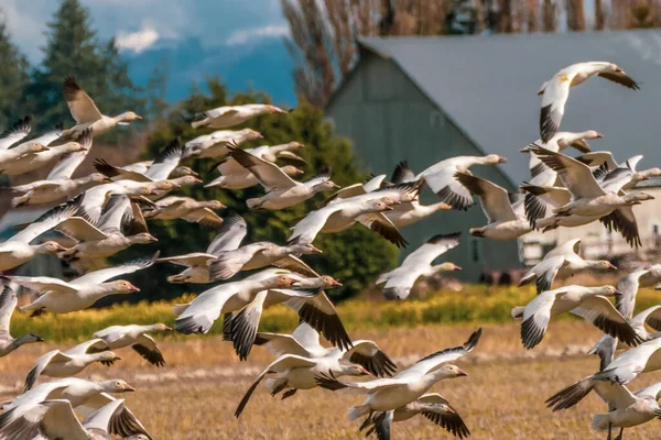 Beaucoup Oies Des Neiges Décollent Volent Skagit Valley Washington — Photo