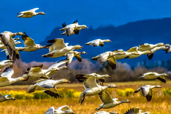 Gansos Nieve Flying Skagit Valley Washington — Foto de Stock