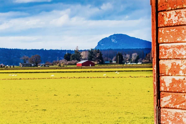 Narcisos Amarillos Campos Flores Granja Roja Construyendo Montañas Nieve Skagit —  Fotos de Stock