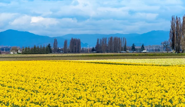 Daffodils Amarelos Flores Campos Fazenda Compras Montanhas Neve Skagit Valley — Fotografia de Stock