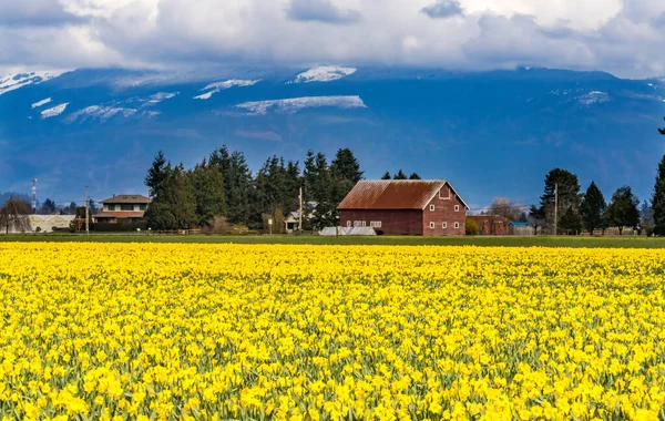 黄色の水仙の花のフィールドレッドファームビル雪の山スカギットバレーワシントン州太平洋岸北西部 — ストック写真