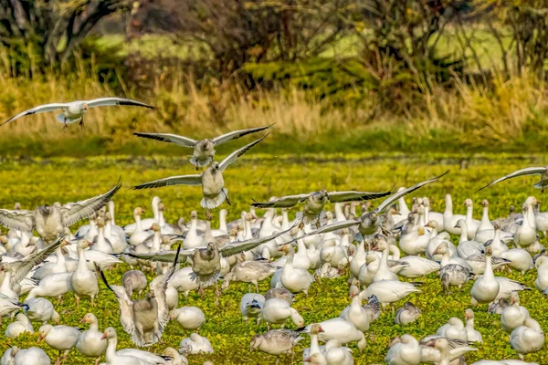 Snow Geese Landing Joining Flock Skagit Valley Washington — Stock Photo, Image