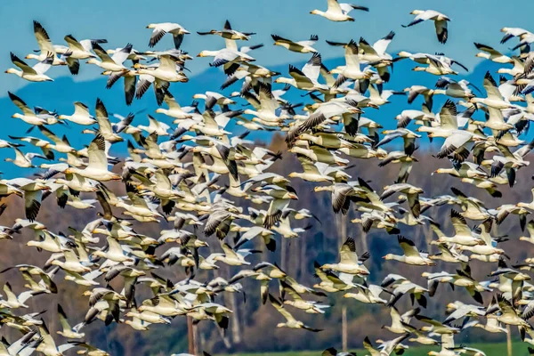 Des Milliers Oies Des Neiges Volant Dans Vallée Skagit Washington — Photo