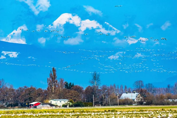 Muchos Gansos Nieve Flying Flock Snowy Mount Baker Mountains Skagit — Foto de Stock