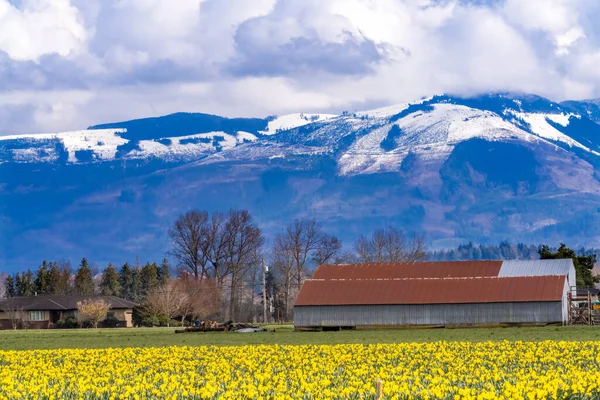 Yellow Daffodils Flowers Fields Red Farm Builiding Snow Mountains Skagit — Stock Photo, Image