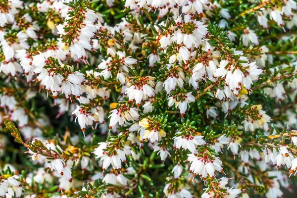 Springwood Beyaz Heather Erica Carnea Blooming Macro Kuzey Talya Özgü — Stok fotoğraf