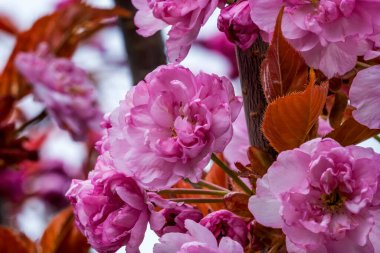 Pembe Kwanzan Kiraz Ağacı Çiçekli Makro. Japonya 'ya özgü