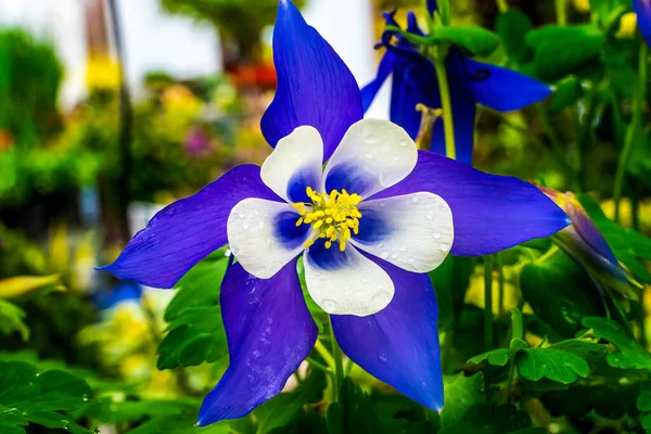 Blå Vit Columbine Blossom Blommar Makro Inhemska Nordamerika — Stockfoto
