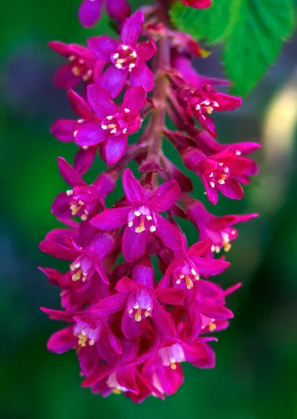 Цвітіння Квітки Червоний Ордер Blooming Macro Спільний Західних Сполучених Штатів — стокове фото