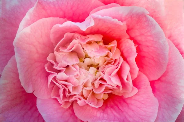 Pink Camellia Reticulata Blooming Macro Спільний Китаю Японії — стокове фото