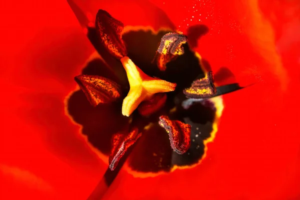 Darwin Merah Hybrid Tulip Blooming Macro Tulip Asli Dari Turki — Stok Foto