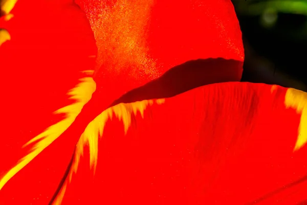 Red Yellow Petals Banja Luka Darwin Hybrid Tulip Blooming Macro — Stock Photo, Image