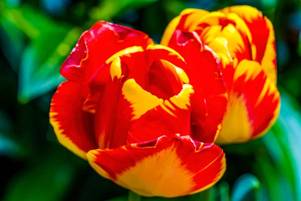 Red Yellow Spring Banja Luka Darwin Hybrid Tulips Blooming Macro — Stock Photo, Image